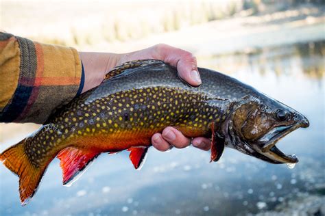 types of fish in oregon.